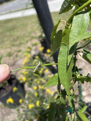 New caterpillar . This one is very small. It will need to get eating to grow and morph into a Monarch butterfly!