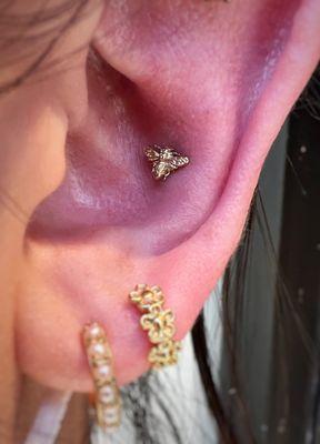 Fresh conch piercing with a yellow gold bee by Anatometal. Pierced by Violet.