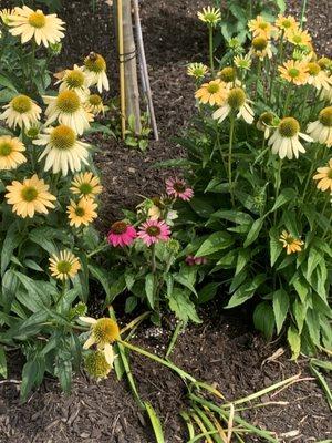 Purple Coneflower