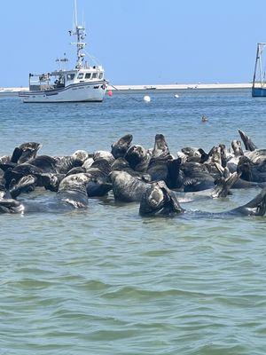 Beachcomber Boat Tours