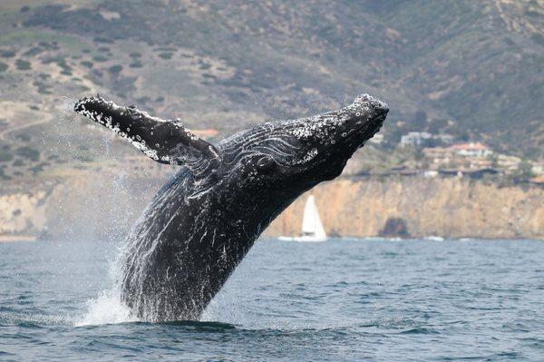 Humpback whale off Laguna Beach on whale watch