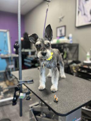 Looking for a dog groomer who specializes in Schnauzers?