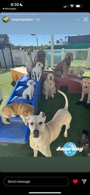 Spartacus and our other rescue Hercules, top left of climbing 'gym' at Laughing Dog Inn with all their friends. (Courtesy of LDI Instagram)