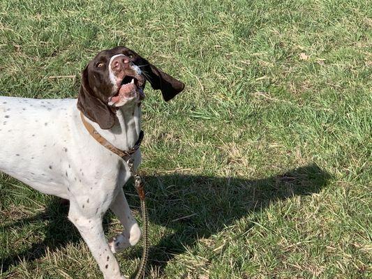 German Shorthair being silly