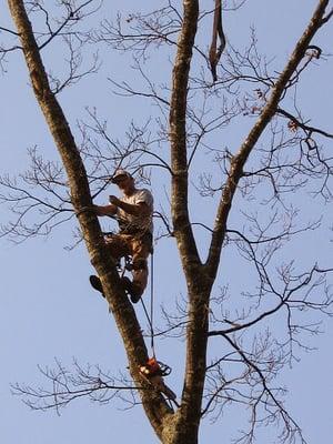 Tree Climber Extroidenaire