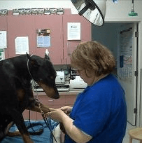 Dawn placing an IV catheter on one of her very obedient dobes