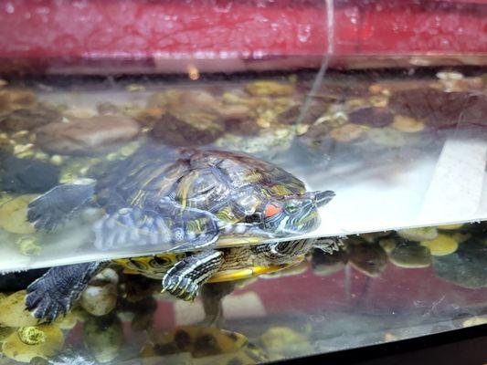 Turtles in the aquarium at Four Corners pizza