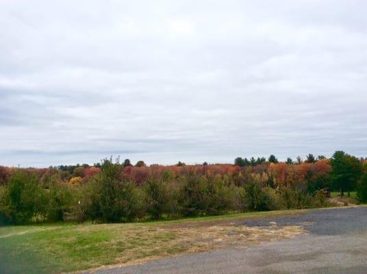 A peek of some of their apple trees (and some beautiful fall foliage in the background)