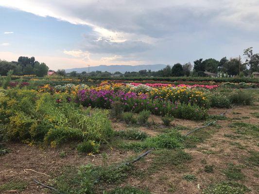 Flower fields