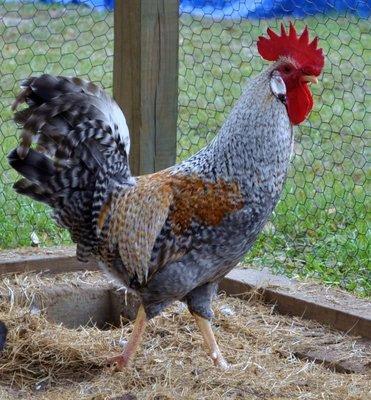 Cream Legbar Rooster