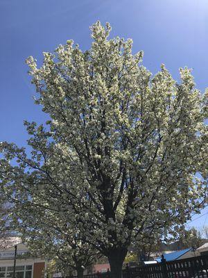 Tree near outside seating