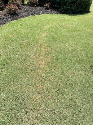 Fertilizer burn marks