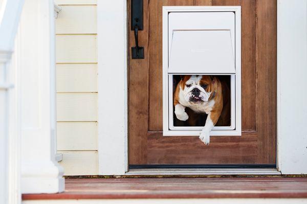 The Doorman™ Pet Door is programmable, convenient and secure. It's compatible with our other solutions and products.