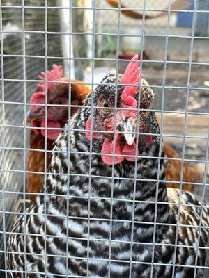 Garden chickens