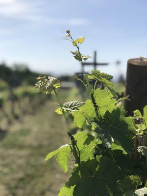 A beautiful spring day at Creekview Vineyards! We're open the 3rd & 4th weekend of the month!