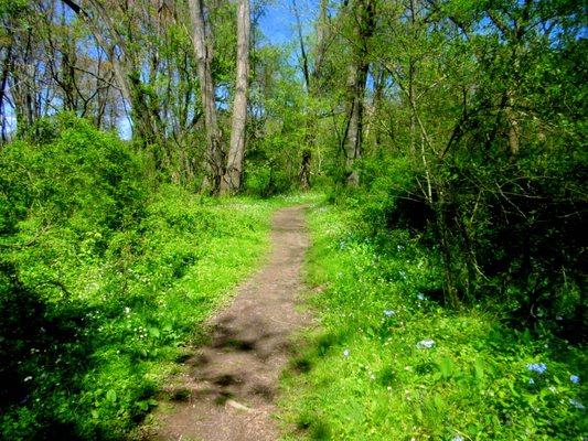 The trail heads into the woods