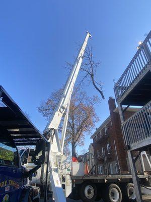 Tree removal