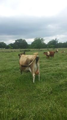 Mini Jersey cow ready to Freshen at Falster Farm on Pasture 365.