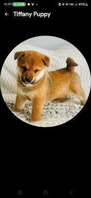 My newest baby boy, Shiba inu