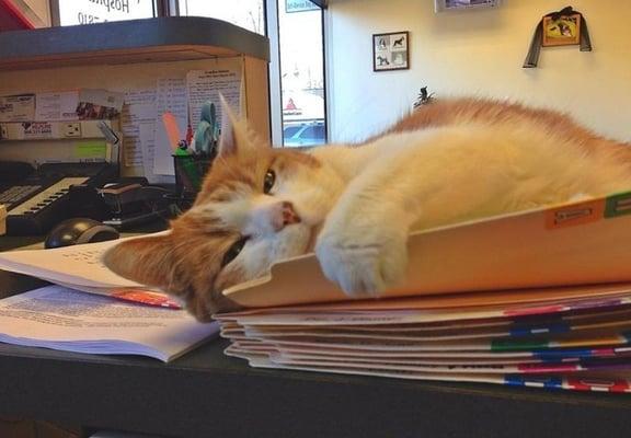 Hairy, the clinic cat