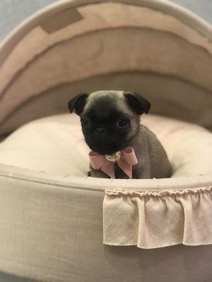 Tiny Pug Puppy For Sale