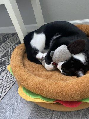 Playtime with new catnip toy