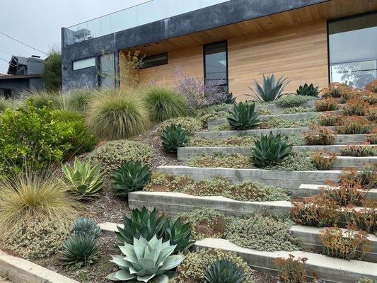 Gorgeous modern drought tolerant front yard.