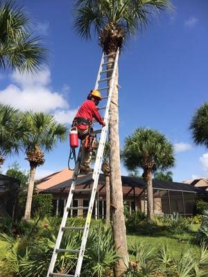 Trimming palm