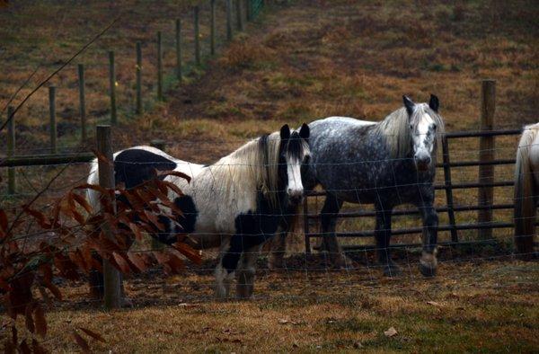 Beautiful horses on the property.