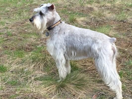 He looks so good after a grooming!!!