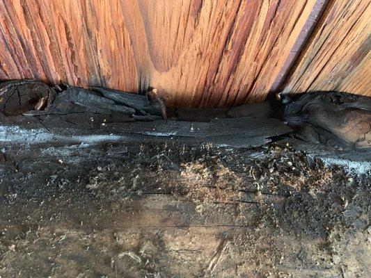 Interior ceiling with wood rot and termites.