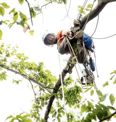 Cincinnati Tree Trimming Services