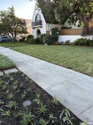 New ground cover, weeding, and tree trimming!