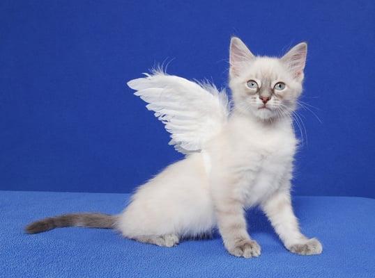 Cat Angels Pet Adoptions