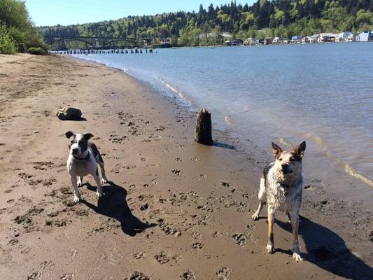 Hemingway & Periwinkle living it up on our Dog Park Adventure!