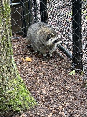 Cute Raccoon!