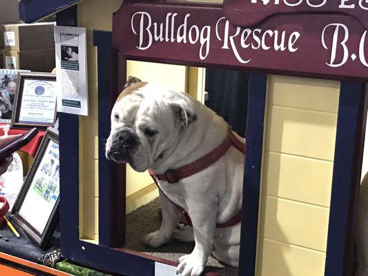 Bulldog rescue. $2 for a kiss