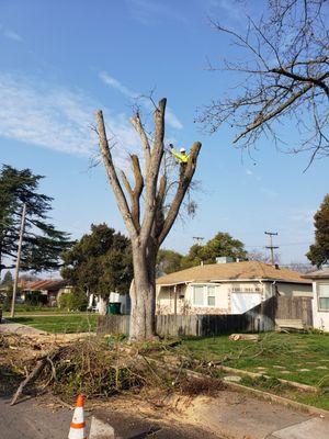 Topping Elm tree