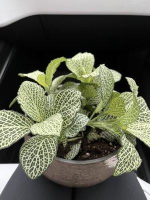 fittonia