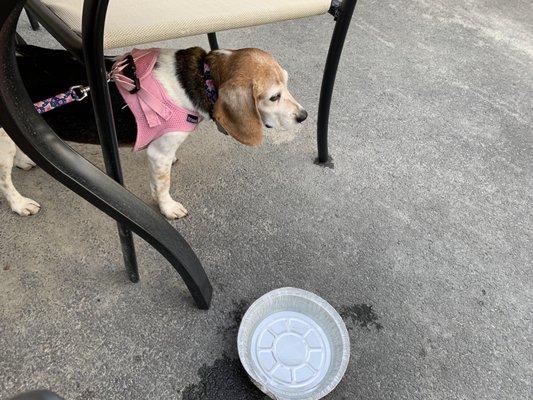 Senior beagle enjoying Savoy Taproom patio.