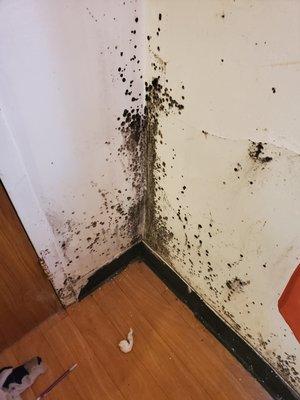 My sons moldy bedroom walls the only clean when inspections come around