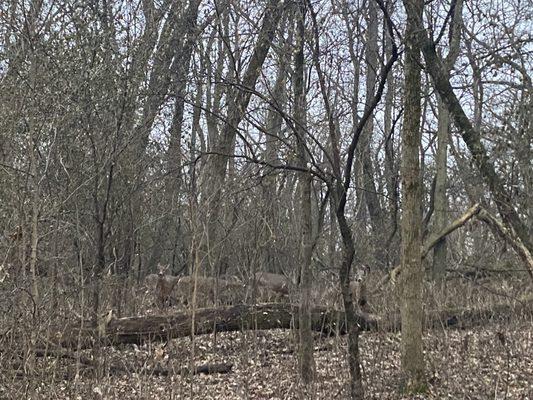 Deer in camouflage in the woods