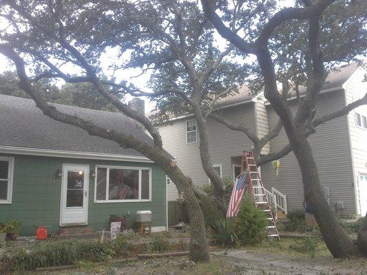 3rd Class pruning live oaks on E. Stratford Rd. in Va. Beach