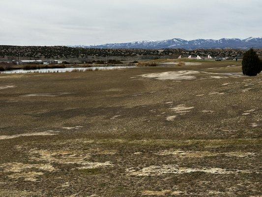 More bad fairways covered literarily covered in goose poop