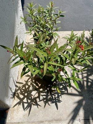 After I watered these half dead looking Milkweed plants we bought here they looked a little better the next day.