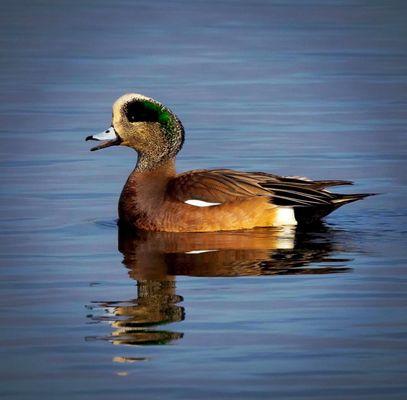 American Wigeon!