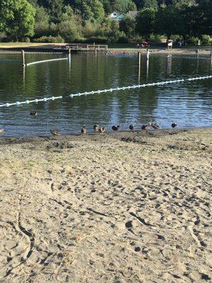 Ducks around swim area