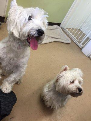 Max & Scooter waiting patiently to get their Summer do's at The Grooming Salon in Brielle!