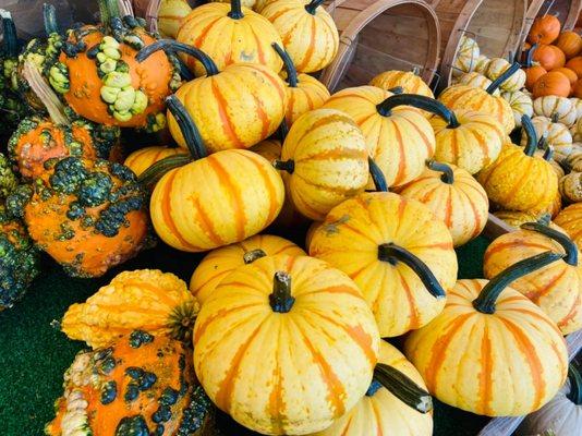 Gourds Galore! So pretty in sizes and colors