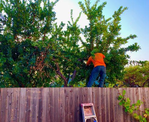 David tackling an overgrown tree